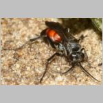 Evagetes gibbulus - Wegwespe w01a 8mm - OS-Wallenhorst-Sandgrube-det.jpg